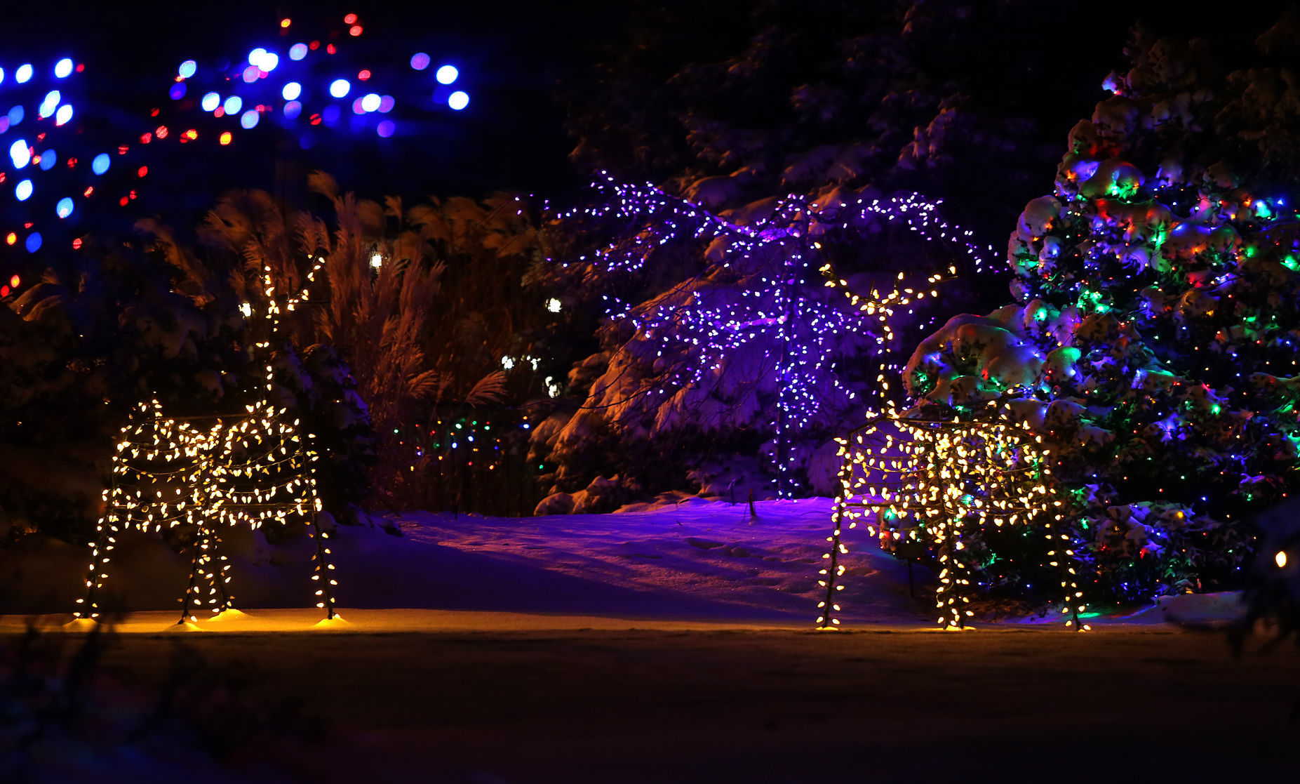 112718-botanical-lights-019